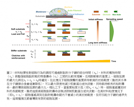 圖二：材料粘彈性對細胞行為的調控可通過對黏附分子鍵的結合時間、材料的鬆弛時間，與整個細胞黏附斑的特徵壽命之間的比較來理解。